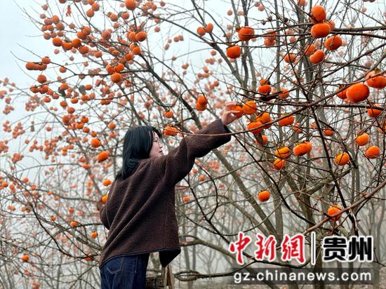 成熟的柿子。刁苓沙 摄