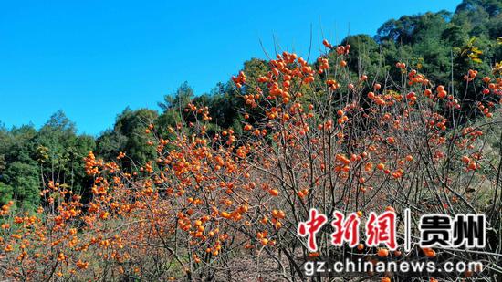 雾气渐渐散去，阳光下，柿林的全貌愈发清晰。刁苓沙 摄