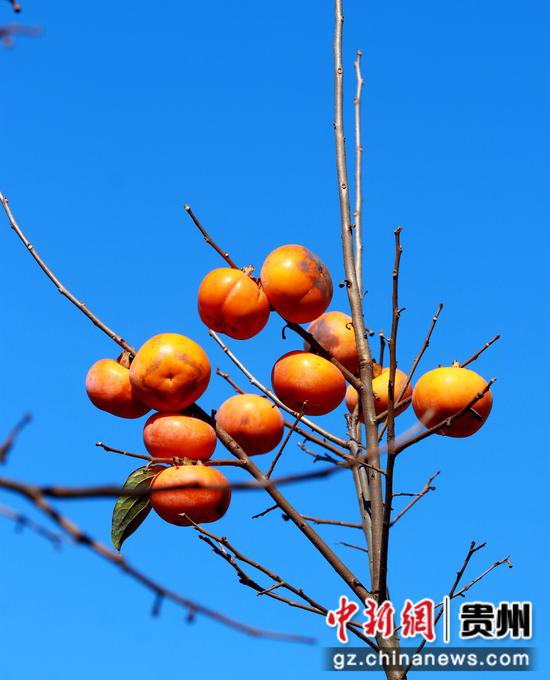 蓝天下，橙黄色的柿子更加诱人。刁苓沙 摄