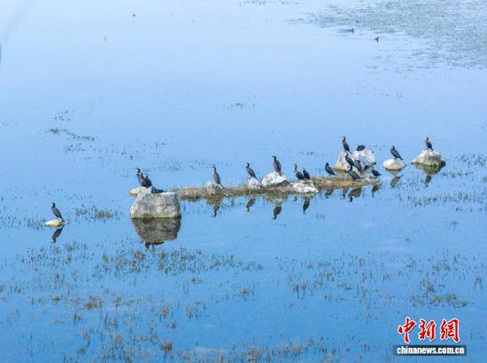 11月26日，贵州省毕节市威宁彝族回族苗族自治县草海国家级自然保护区迎来晴好天气，在此越冬的候鸟们尽享冬日暖阳。管庆巍 摄