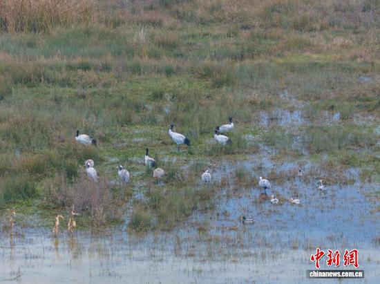 11月26日，贵州省毕节市威宁彝族回族苗族自治县草海国家级自然保护区迎来晴好天气，在此越冬的候鸟们尽享冬日暖阳。管庆巍 摄