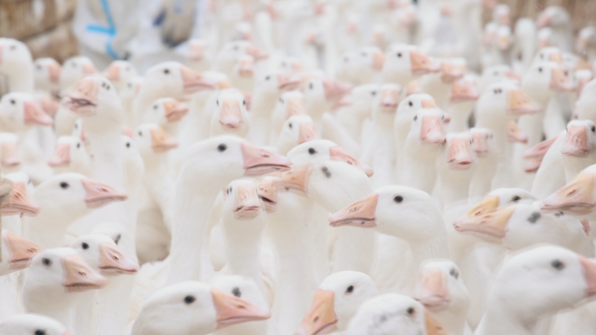 贵州新闻联播丨【强县富民调研行】锦屏打造鹅产业体系 今年预计产值达9亿元