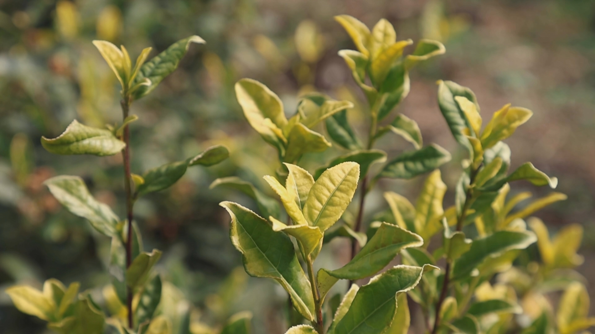 贵州新闻联播丨从一片叶到一条链：铜仁生态茶撬动百亿产值