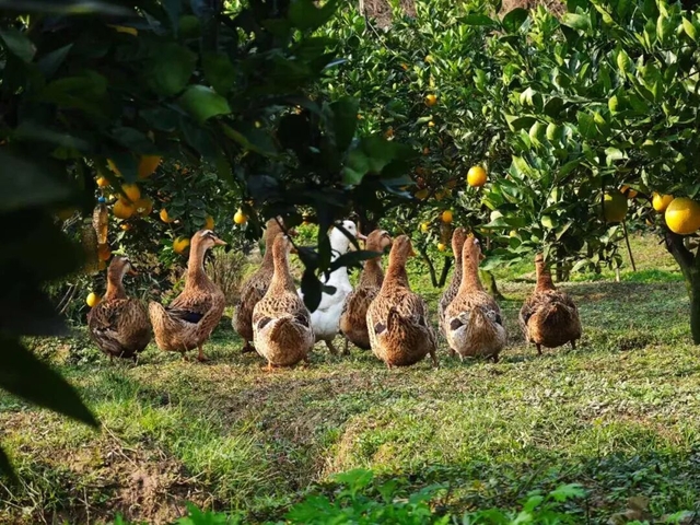 从远行到深耕，在家门口就能把日子过旺丨幸福的刻度