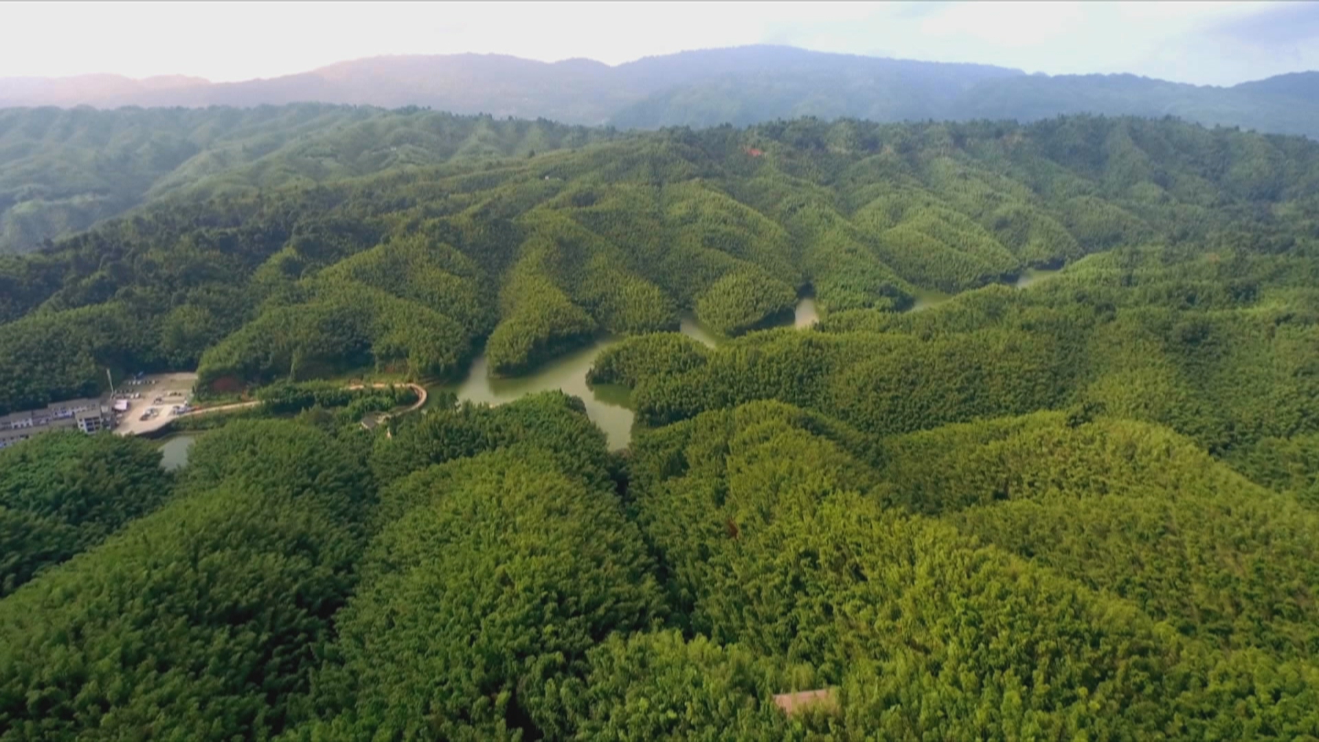 贵州新闻联播丨132万亩竹林撑起“绿色支柱” 赤水竹产业突破百亿产值