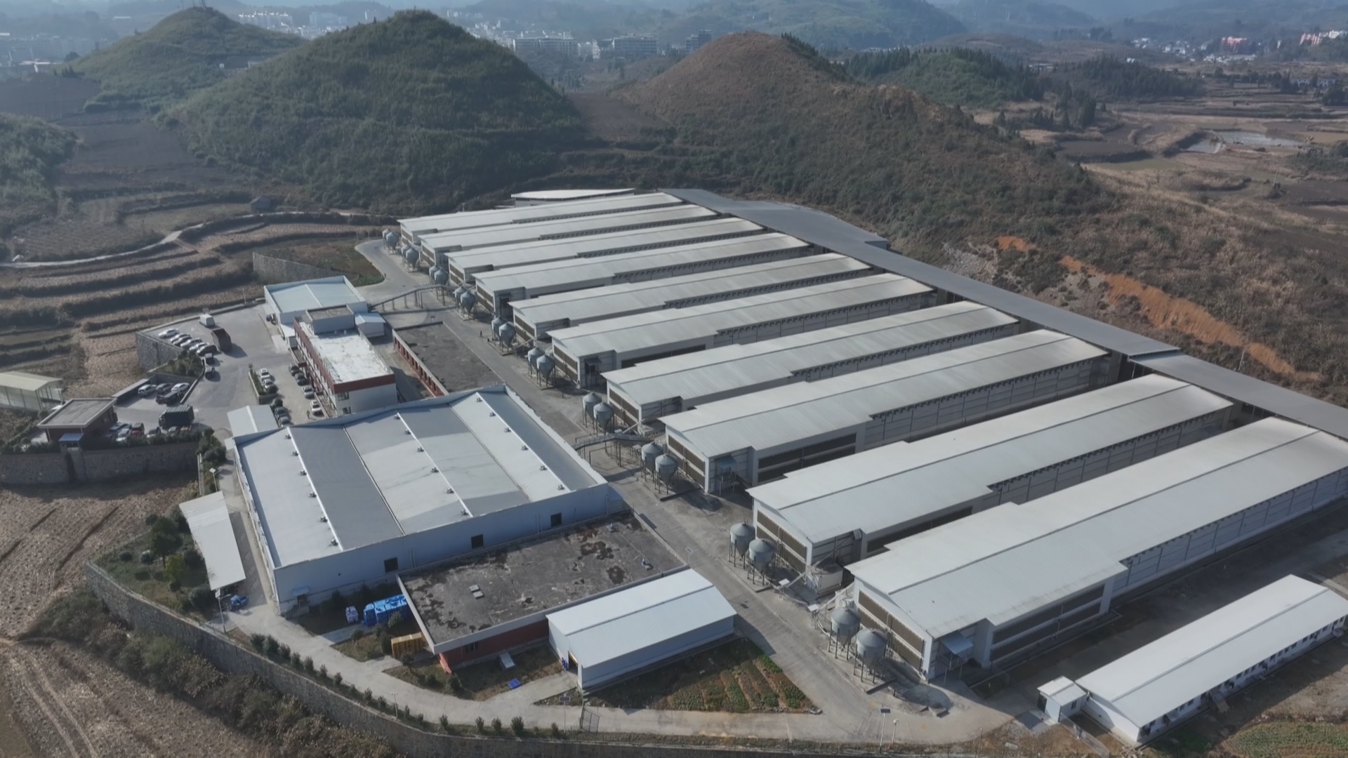 贵州新闻联播｜【学习贯彻党的二十届四中全会精神•奋力走出高质量发展新路】全链布局 科技助力 松桃蛋鸡产业激活农业现代化新动能