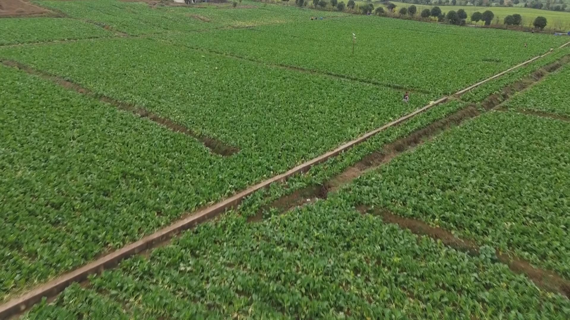 贵州新闻联播｜“菜篮子”稳产保供 各地有序开展冬季蔬菜采收种植