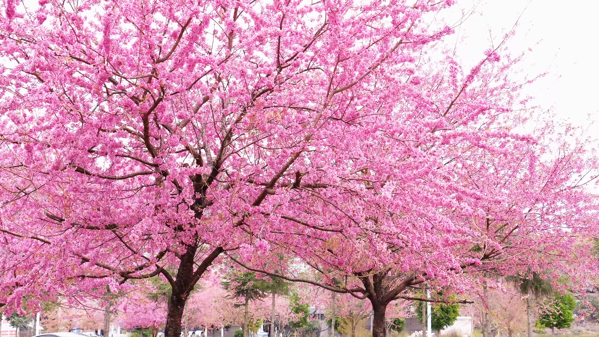 现在出发！邂逅冬日贵州丨安龙冬樱花开成海，值得即刻奔赴