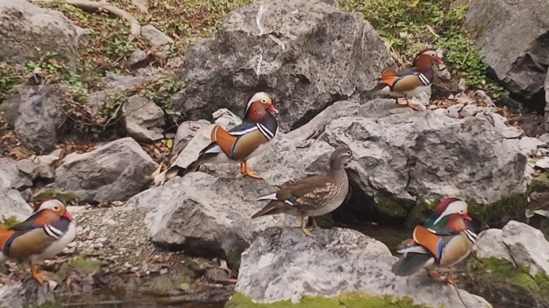 ‌贵州印江：生态向好引鸳鸯扎堆越冬‌