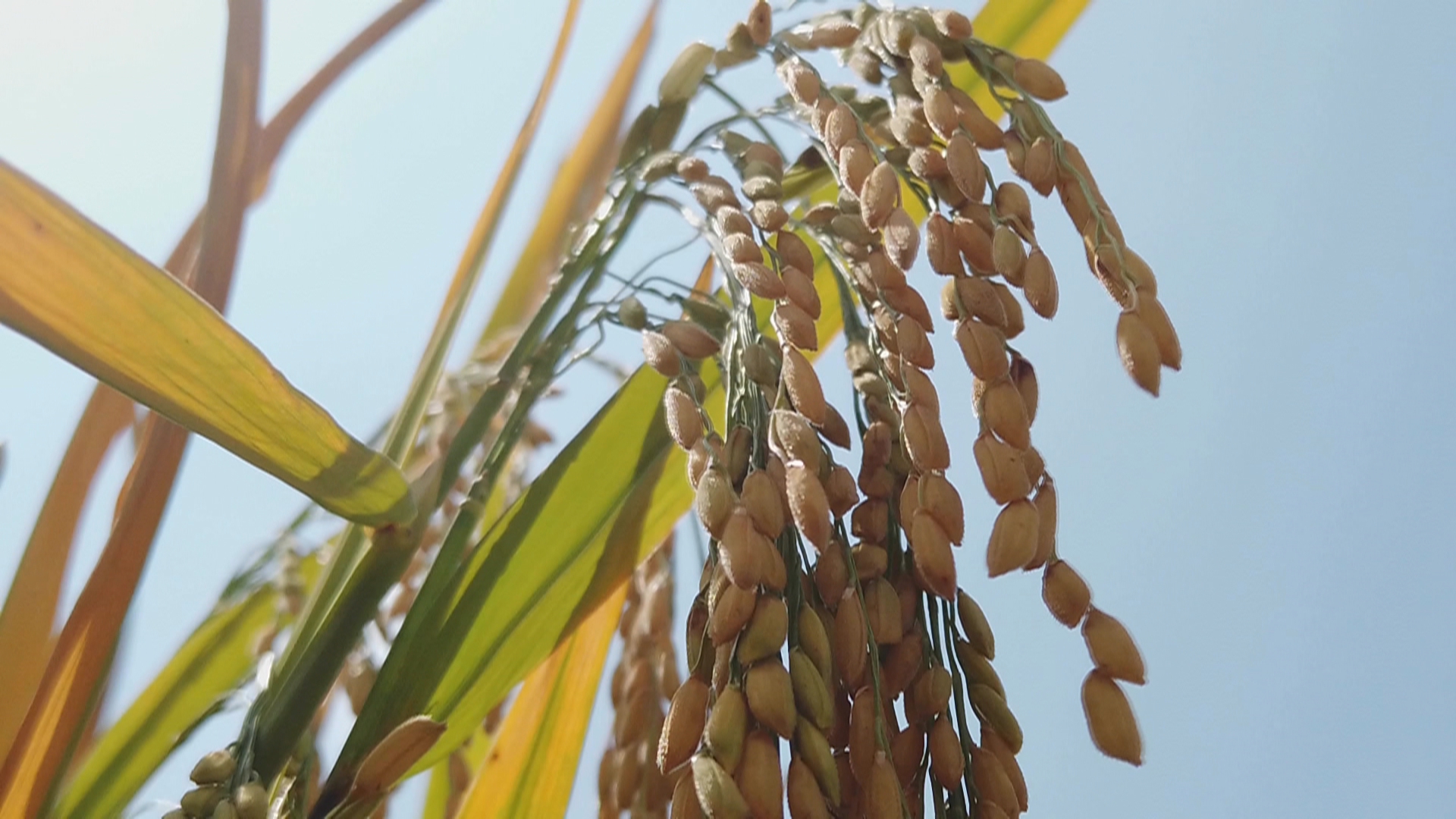 贵州新闻联播丨2025年总产量超1168万吨  贵州粮食实现6连增