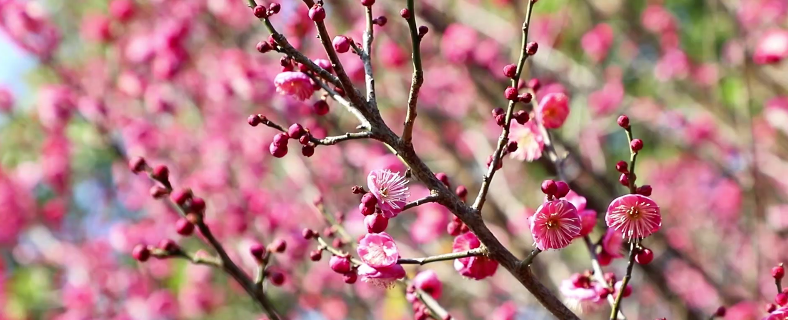 贵州丹寨：深冬“花海派对”，梅樱“组团”来送浪漫