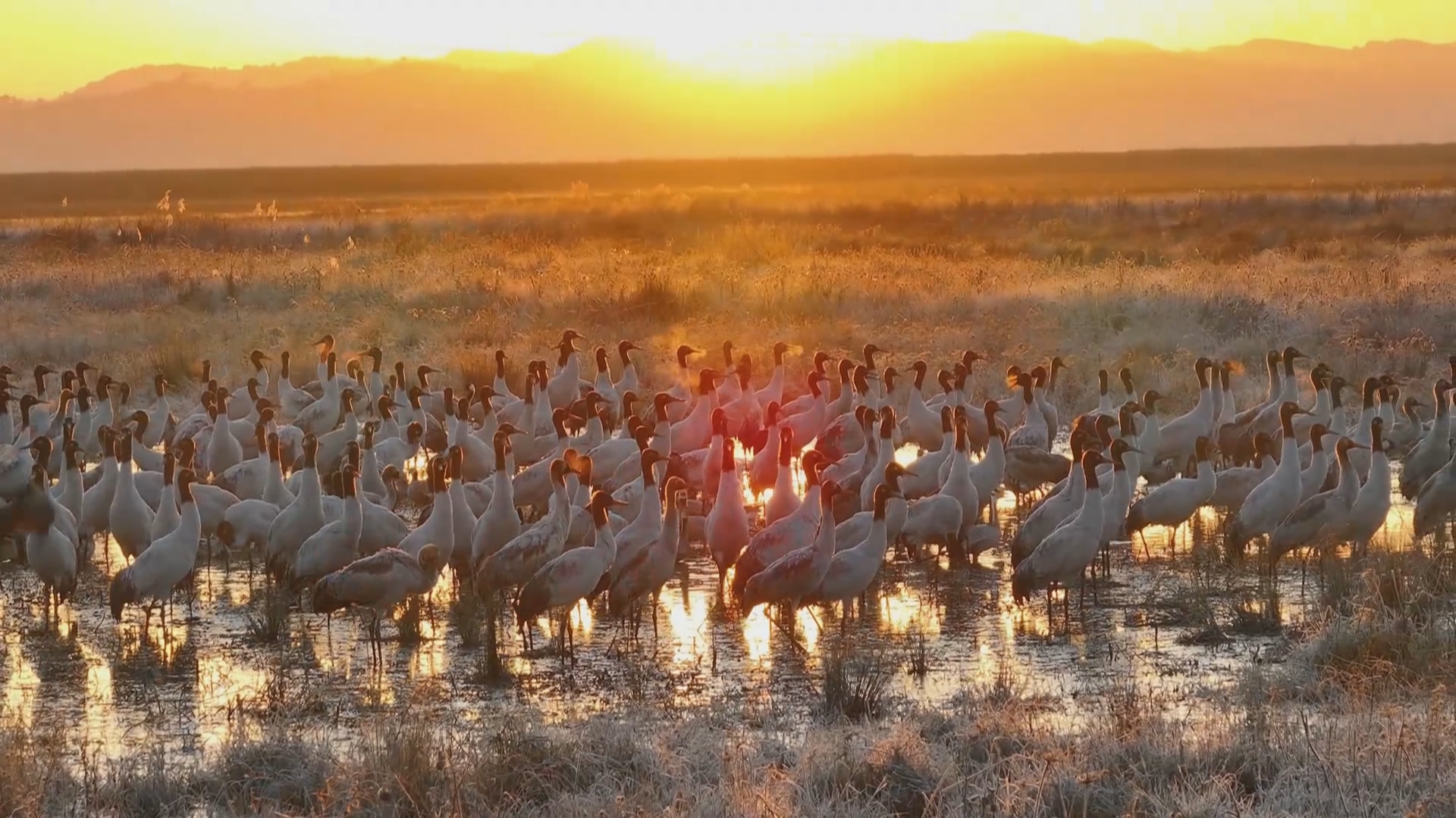 贵州新闻联播丨【贵州发布】《贵州省野生动物保护条例》为上万种野生动物“量身定制”保护网
