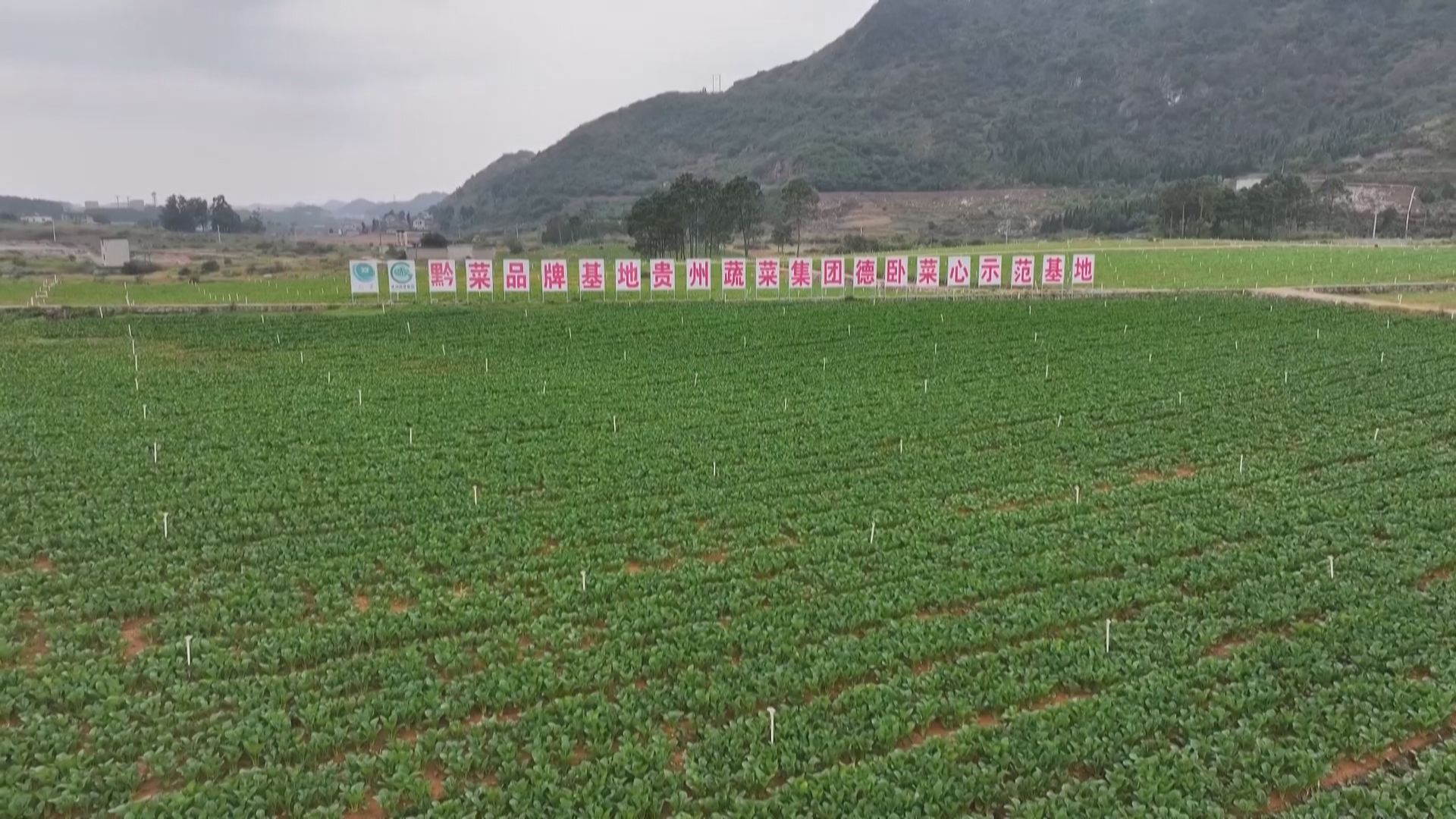 贵州新闻联播丨技术送田间 蔬菜进湾区 贵州冬季“菜篮子”量足质优