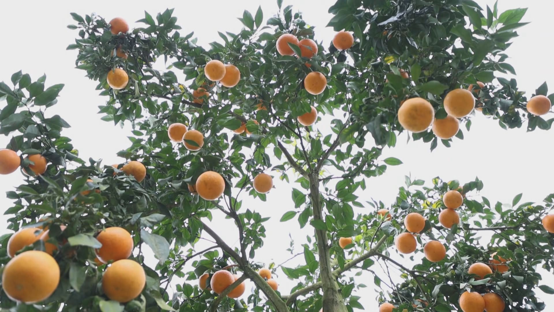 贵州新闻联播丨【新春走基层】一场跨越九年的双向奔赴