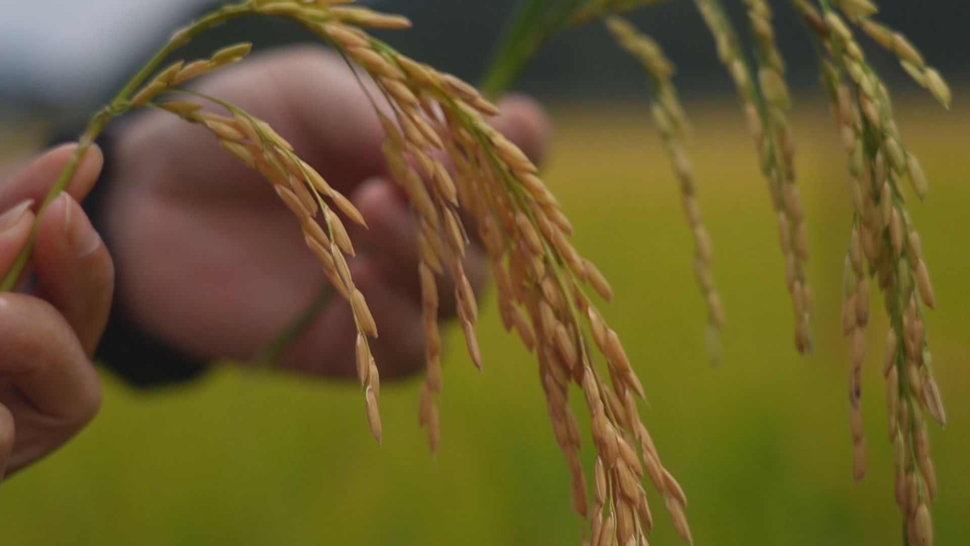 贵州新闻联播丨【学习贯彻党的二十届四中全会精神•奋力走出高质量发展新路】深入实施产能提升行动 贵州粮食产量实现六连增