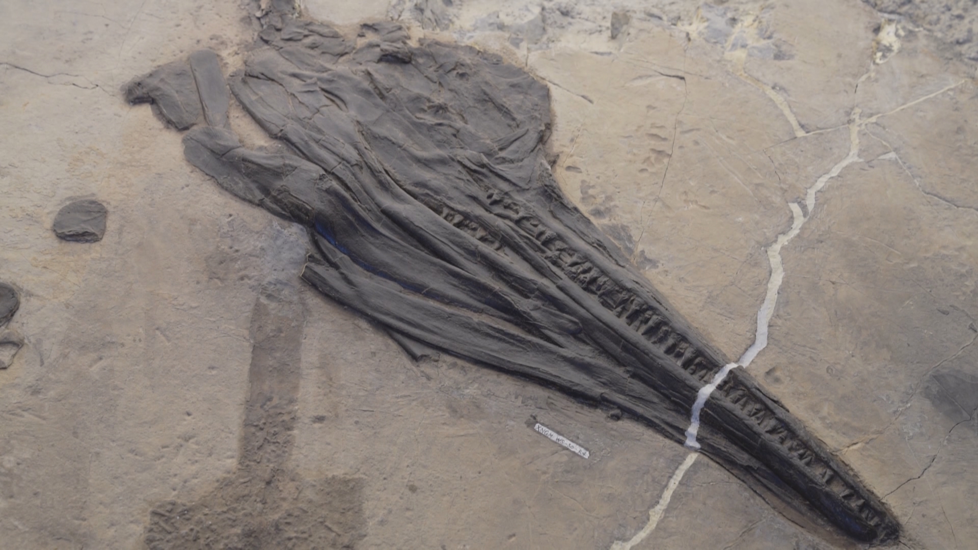 贵州新闻联播丨“贵州三叠纪化石群”已确定为我国2027年申遗项目