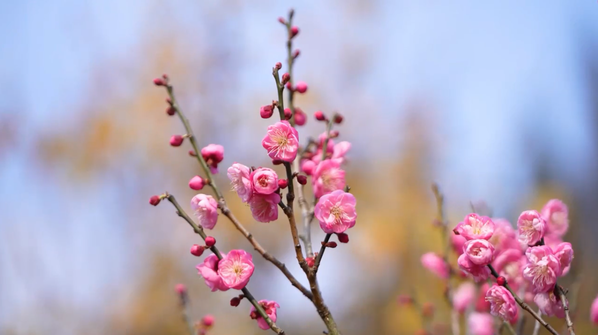 现在出发！邂逅冬日贵州丨花开如海！快来兴义享受“梅”好时光