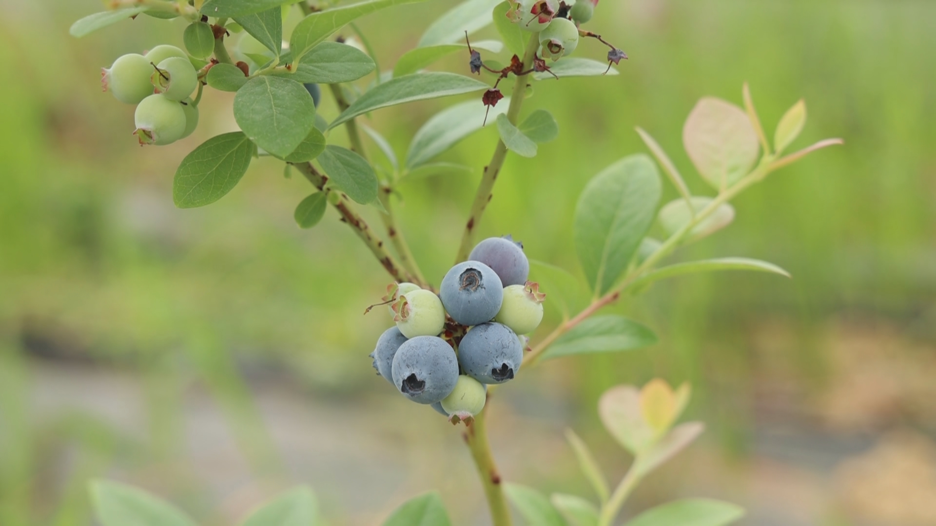贵州新闻联播丨从山间到海外 贵州优质农产品闯全球
