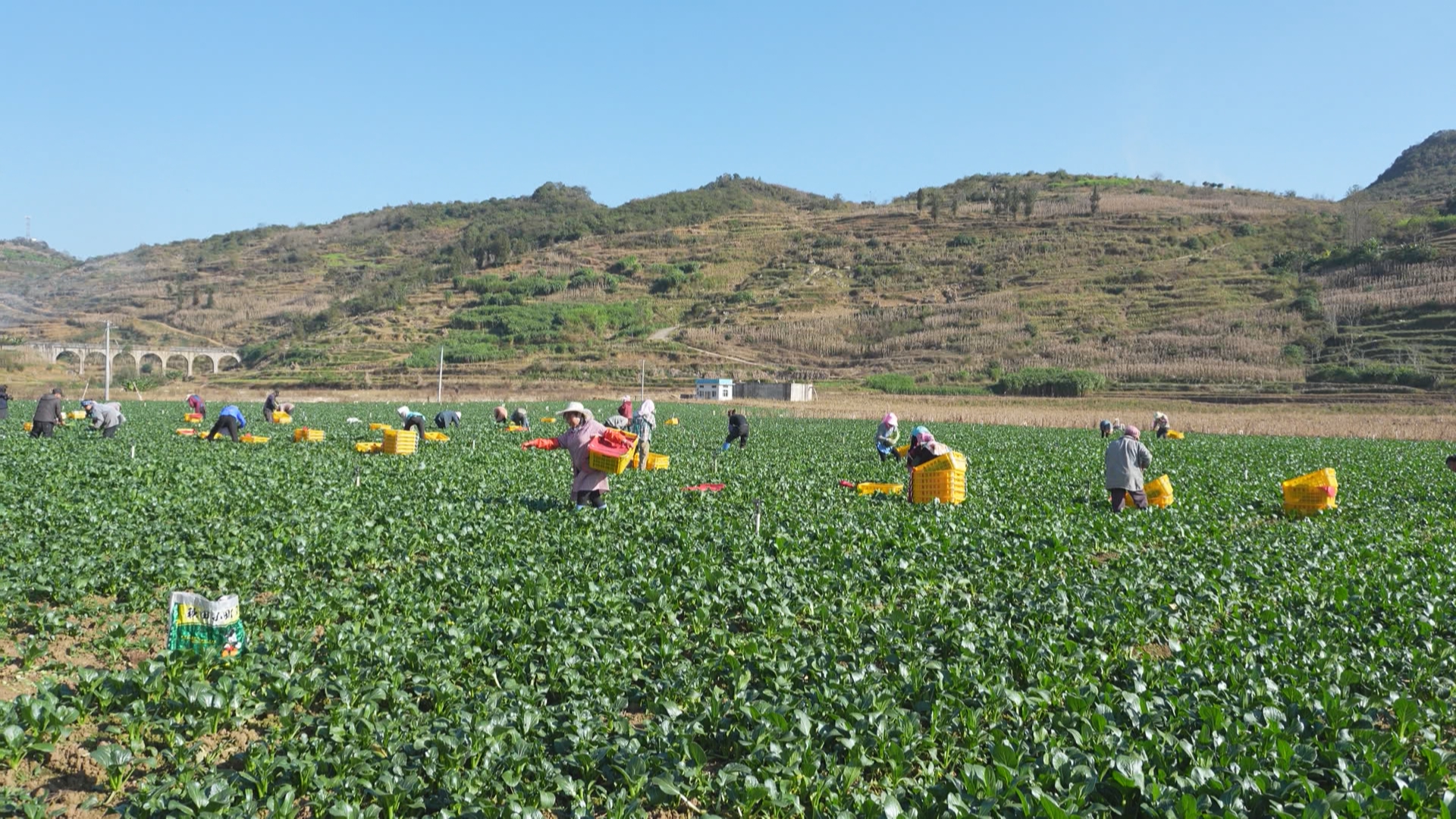 贵州新闻联播丨早春农事忙 乡村产业兴