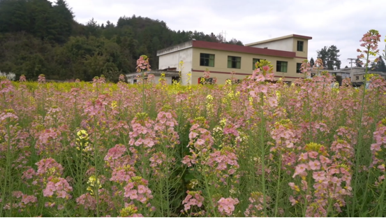 龙里县：彩色油菜花竞相绽放