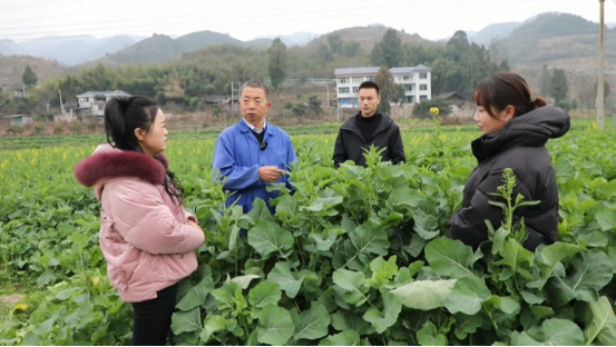 石阡县农业农村局农业技术推广站站长 吴小敏正在进行技术指导