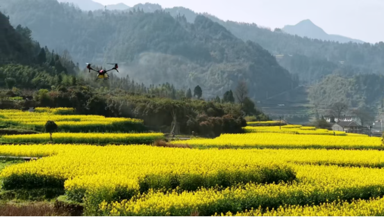 麻江县正在进行无人机飞防