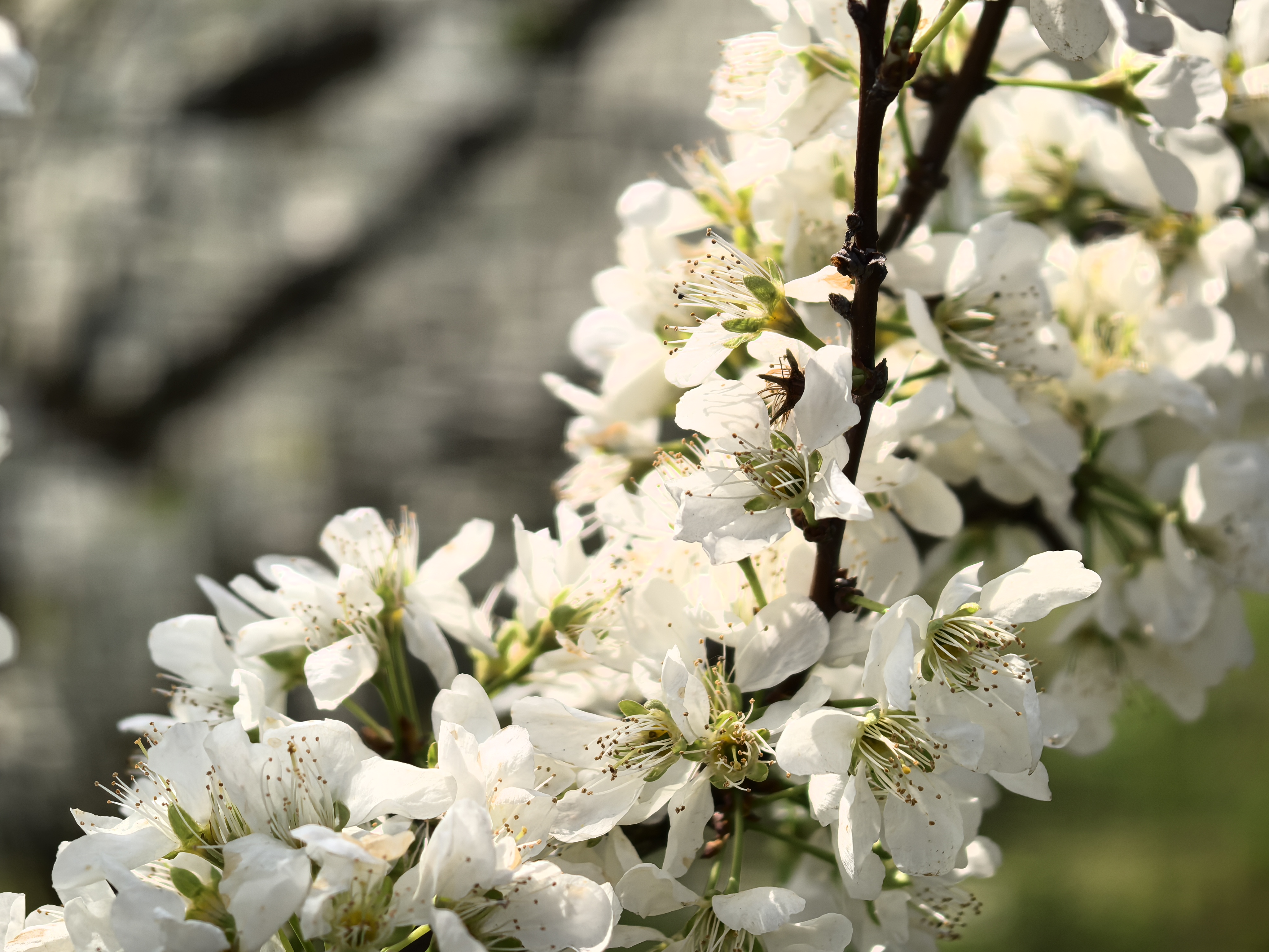 一眼心动！金沙化觉千亩李花已开成“童话”