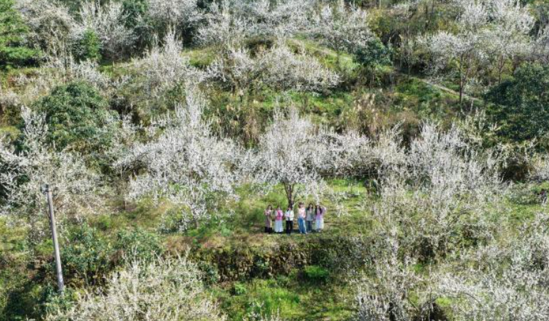 贵州剑河：李花漫山野 春色满乡村