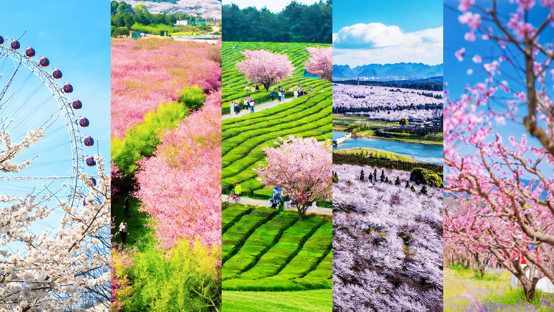 贵阳春正好，满城皆繁花