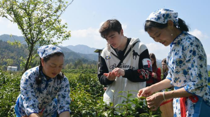 《2025中国茶叶区域公用品牌文化力指数研究报告》发布