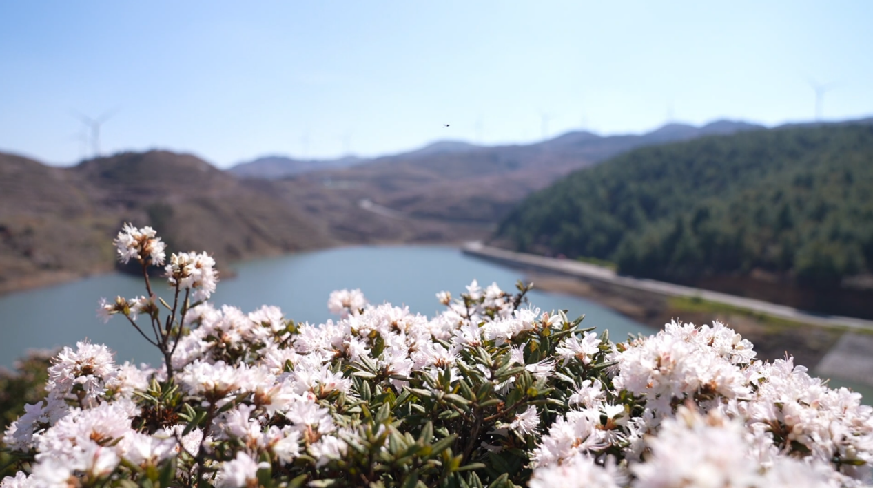 六盘水以花为媒促文旅，春日经济活力足