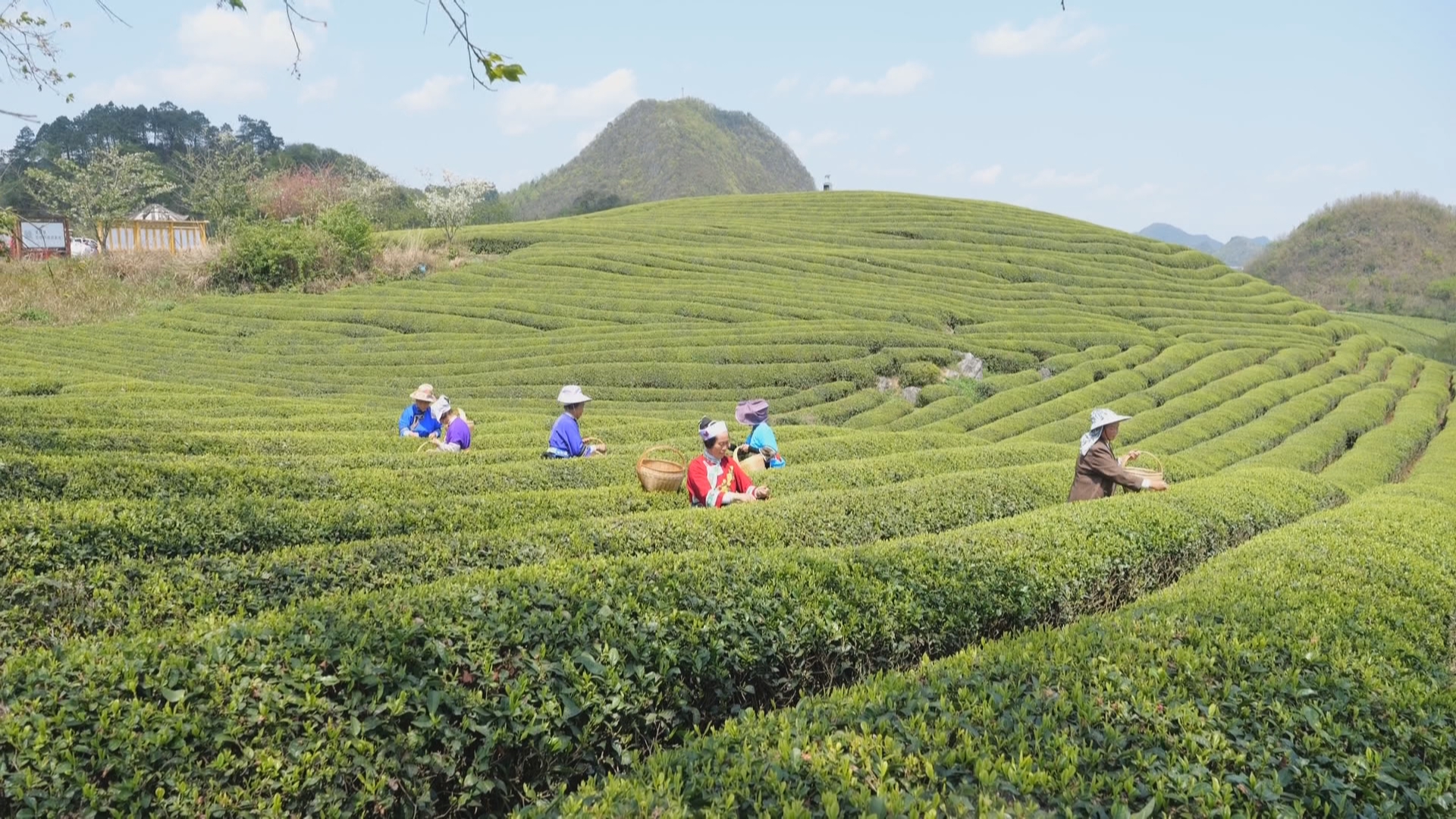 贵州新闻联播丨深山香茗畅销海外 十二茅坡种出“黄金叶”