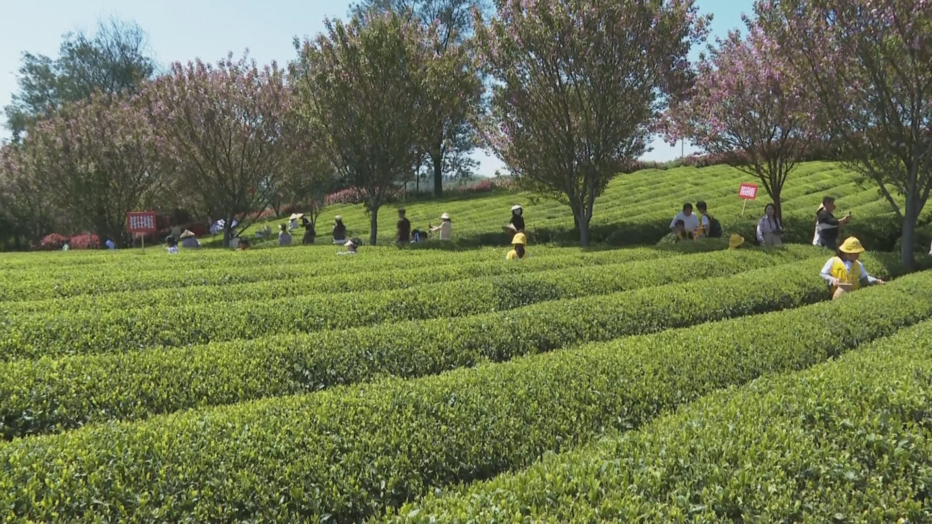贵州新闻联播丨春假邂逅清明假期  贵州文旅市场热气升腾