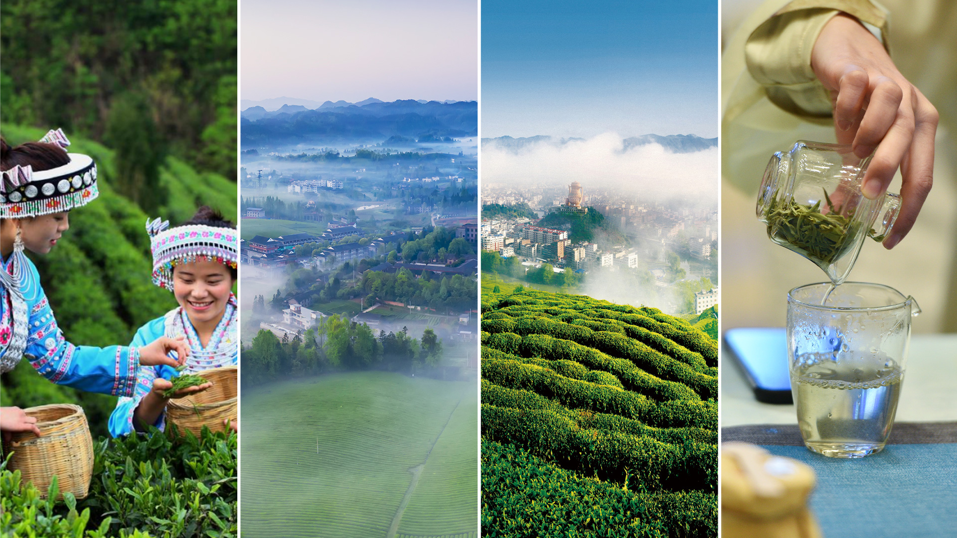 黔茶飘香丨每一杯黔茶，都是流动的山水