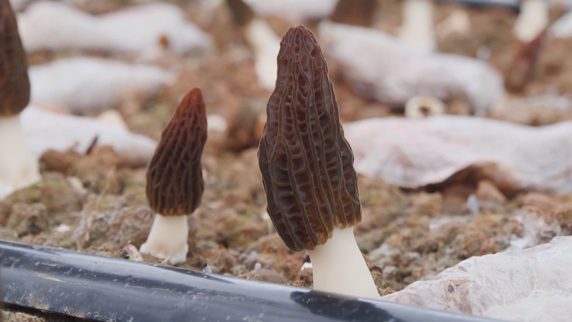 贵州新闻联播丨【强县富民调研行】一菌兴一业 一村富一方 天柱全链条发展壮大羊肚菌产业