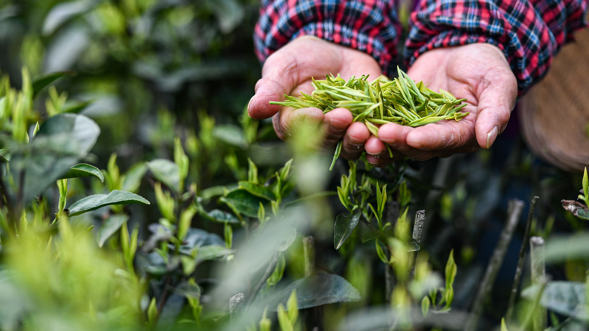 春茶怎么喝才养生 这份“选茶指南”请收好