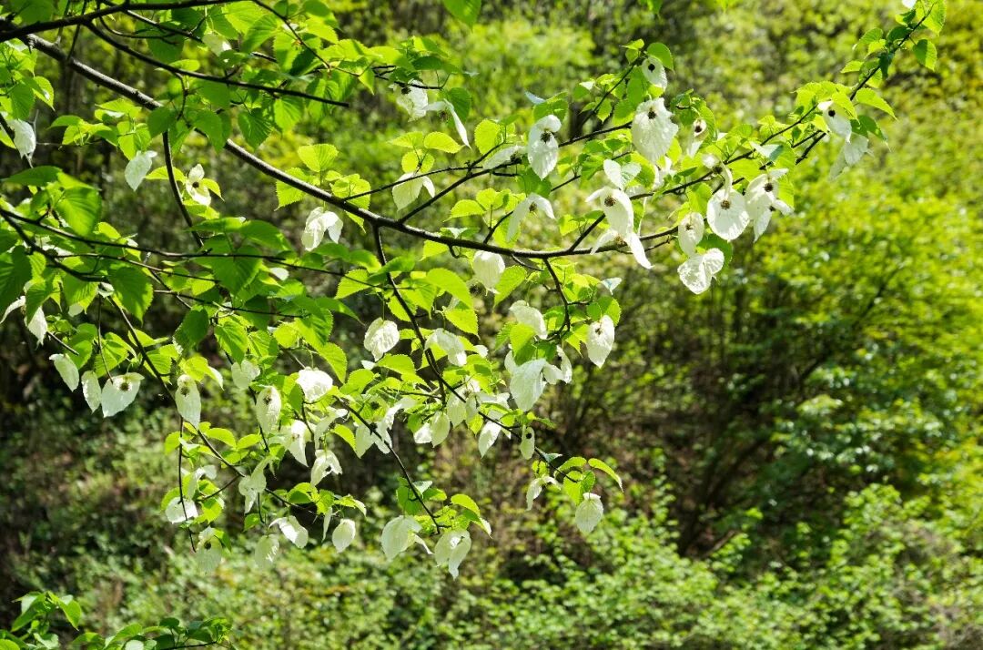 纳雍：珙桐花开 “白鸽”栖枝