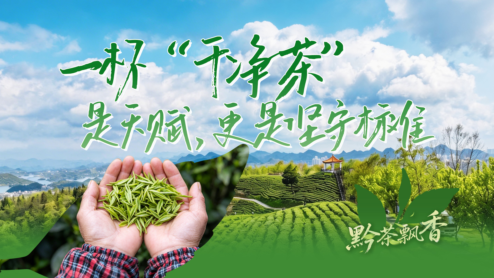 黔茶飘香丨一杯“干净茶”，是天赋，更是坚守标准