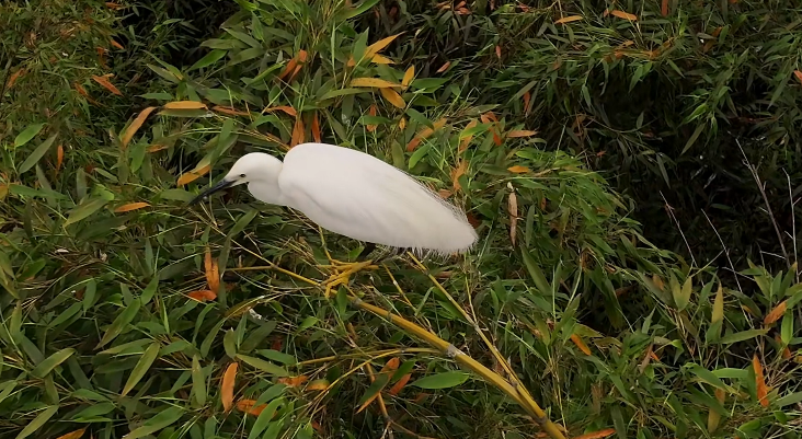 贵州印江：鹭鸟进入繁殖期 筑巢育新雏