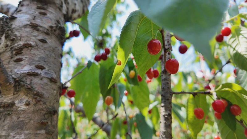 镇宁樱桃季：甜了游客 富了农家