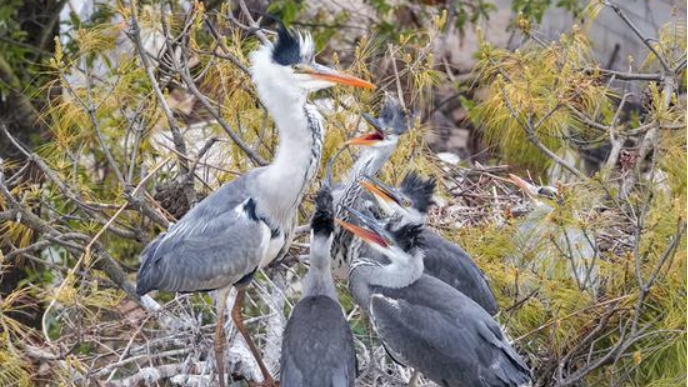 贵州威宁：苍鹭育雏鸟