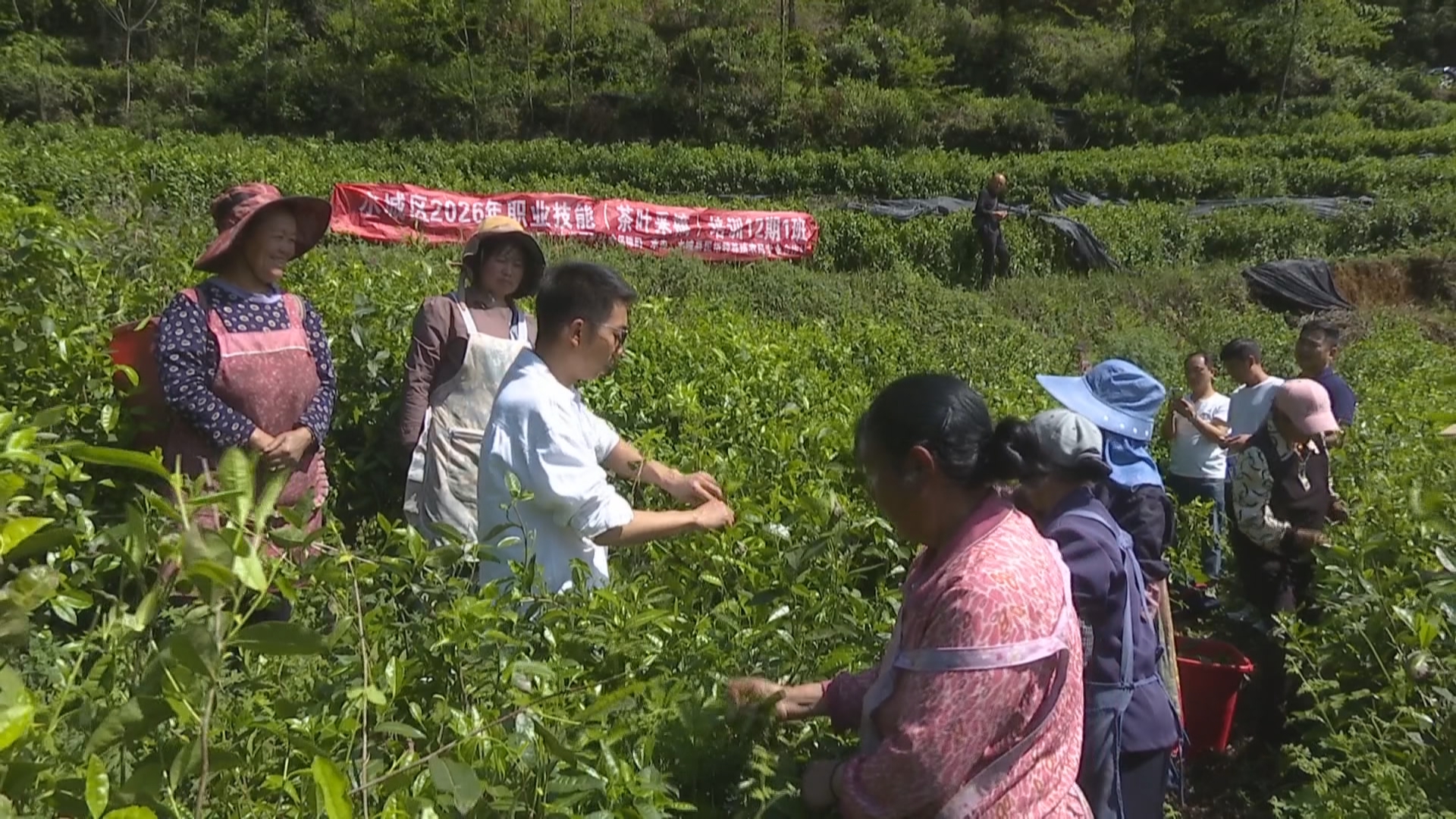 贵州新闻联播丨春茶生产正当时 全链提质促增收