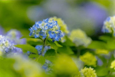 初夏限定浪漫！来长顺邂逅山水花海吧~