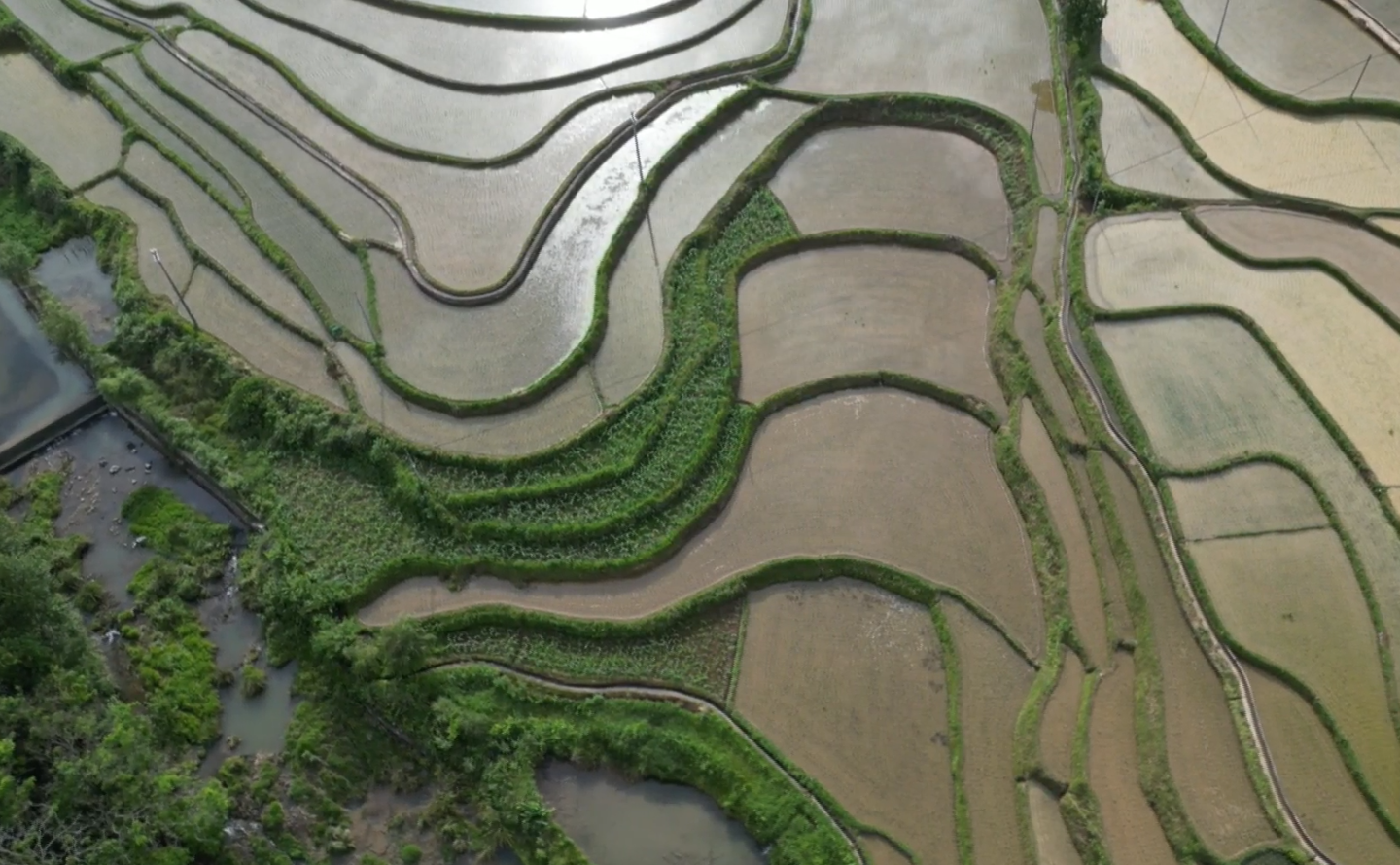 波光映绿树，层层梯田绘就侗乡田园画卷